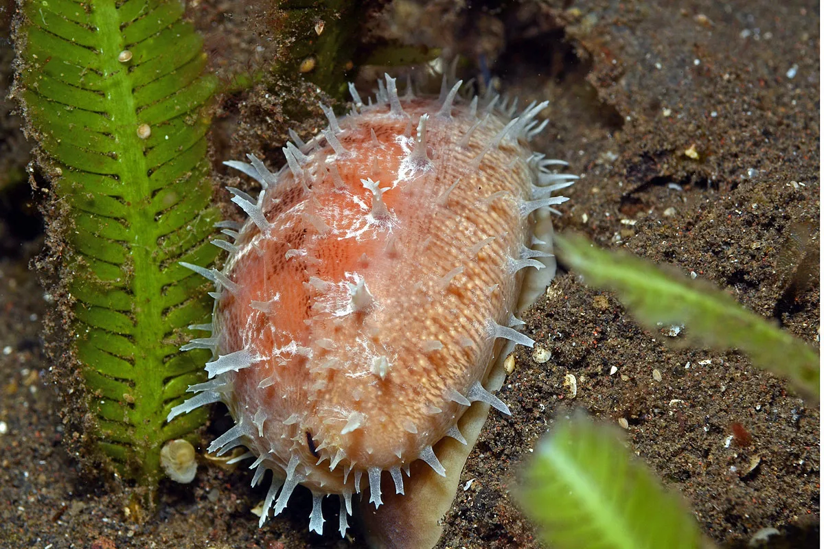 Lyncina carneola - Tianyar, Kubu, Karangasem Regency, Bali, Indonesia
