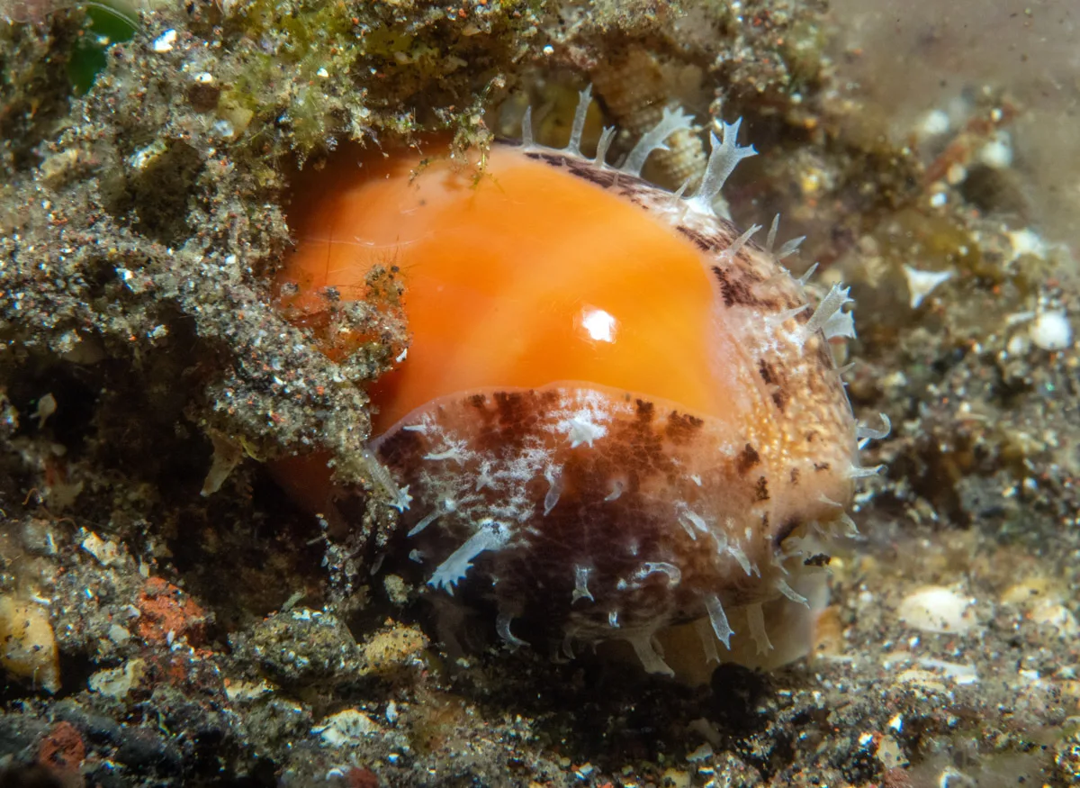 Lyncina carneola - Sidem, Kubu, Karangasem Regency, Bali, Indonesia