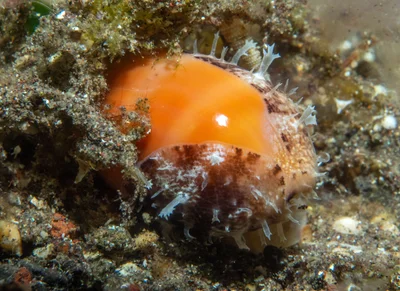 Lyncina carneola - Sidem, Kubu, Karangasem Regency, Bali, Indonesia