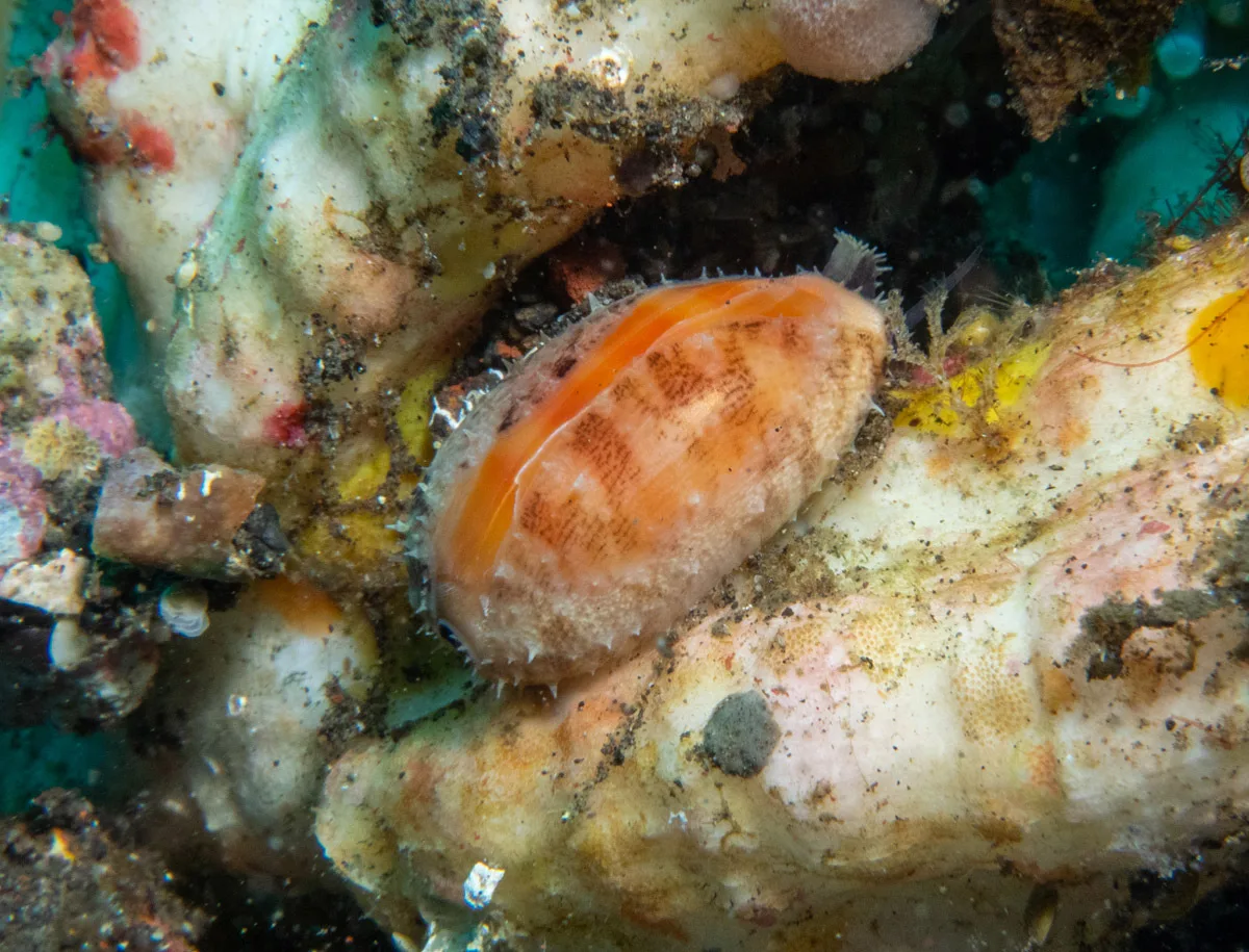 Lyncina carneola - Baturinggit, Kubu, Karangasem Regency, Bali, Indonesia