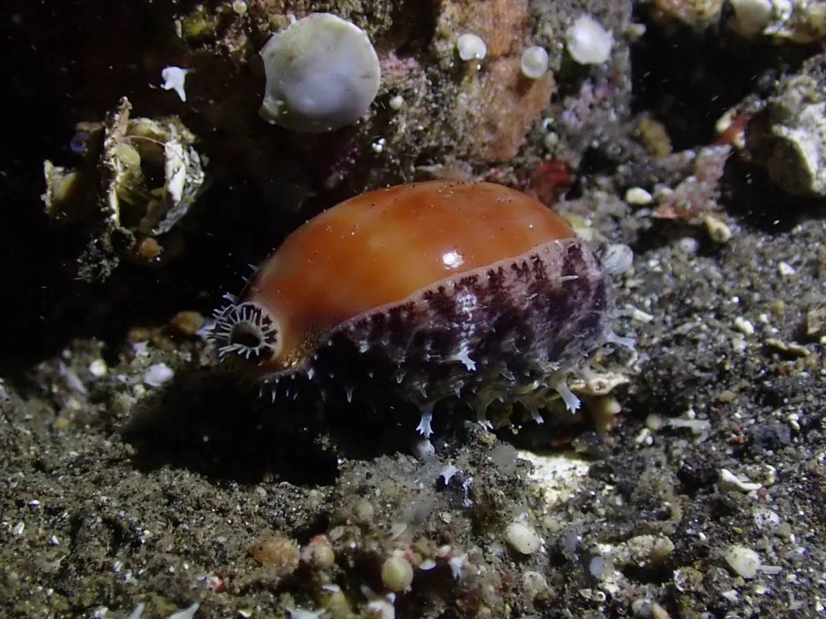 Lyncina carneola - Karang Asem, ID-BA, ID