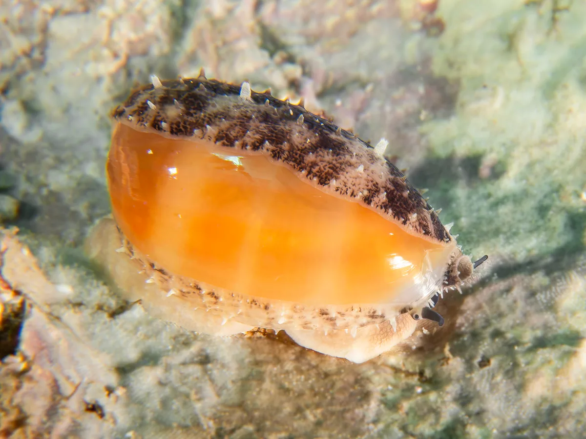 Lyncina carneola - North West Solitary Island, Australia