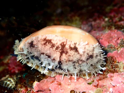 Lyncina carneola - Toowoon Bay NSW 2261, Australia