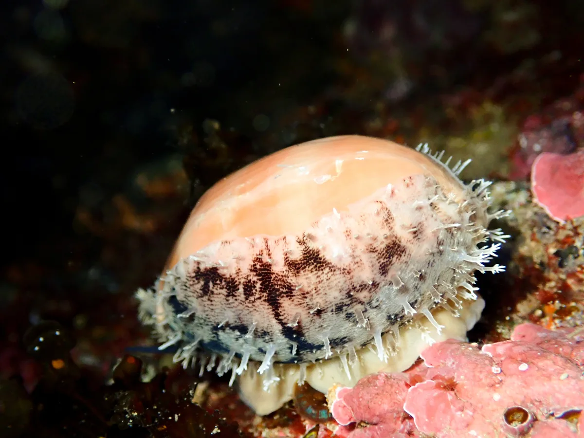 Lyncina carneola - Toowoon Bay NSW 2261, Australia
