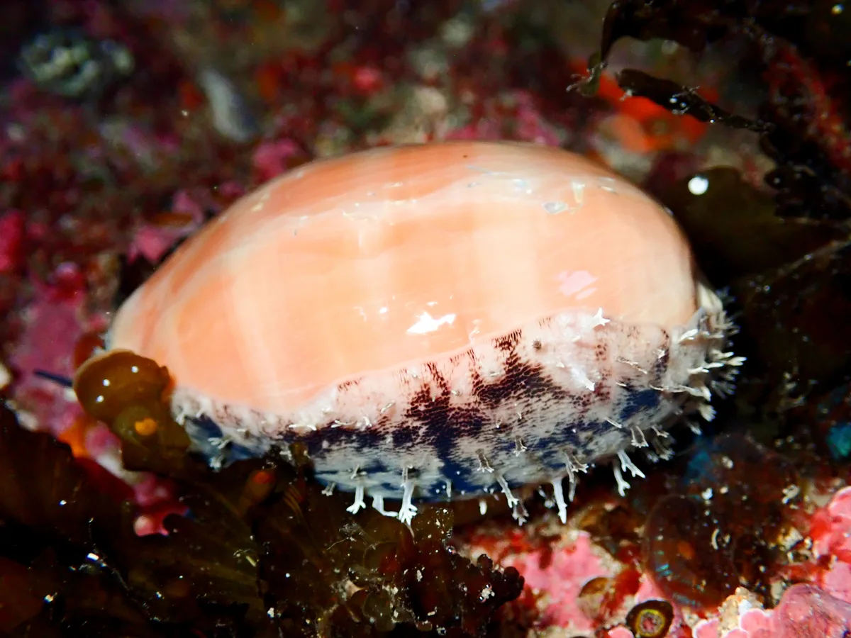 Lyncina carneola - Toowoon Bay NSW 2261, Australia