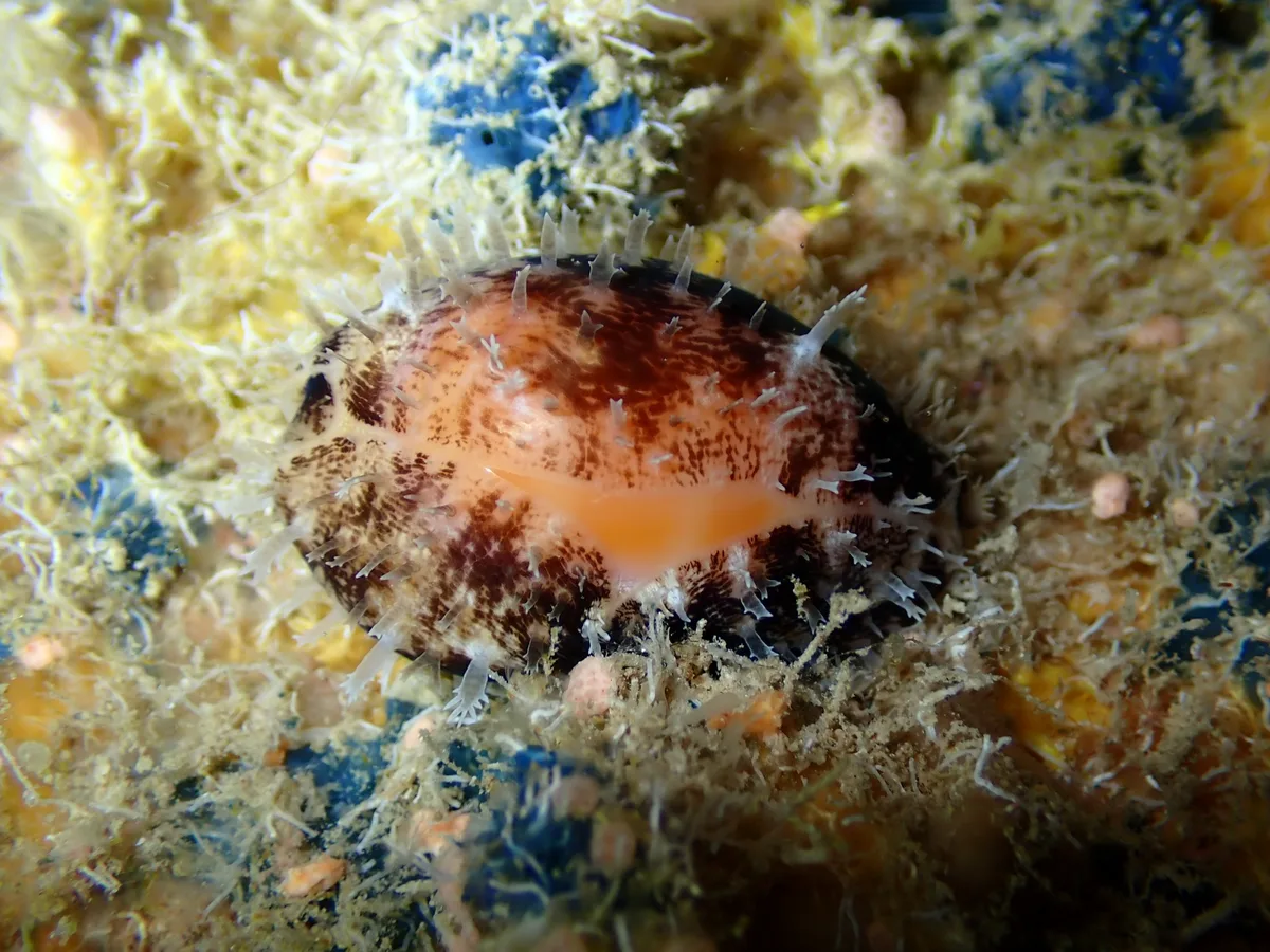 Lyncina carneola - Guam