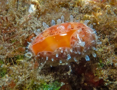 Lyncina carneola - Sidem, Kubu, Karangasem Regency, Bali, Indonesia
