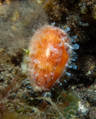 Lyncina carneola - Sidem, Kubu, Karangasem Regency, Bali, Indonesia