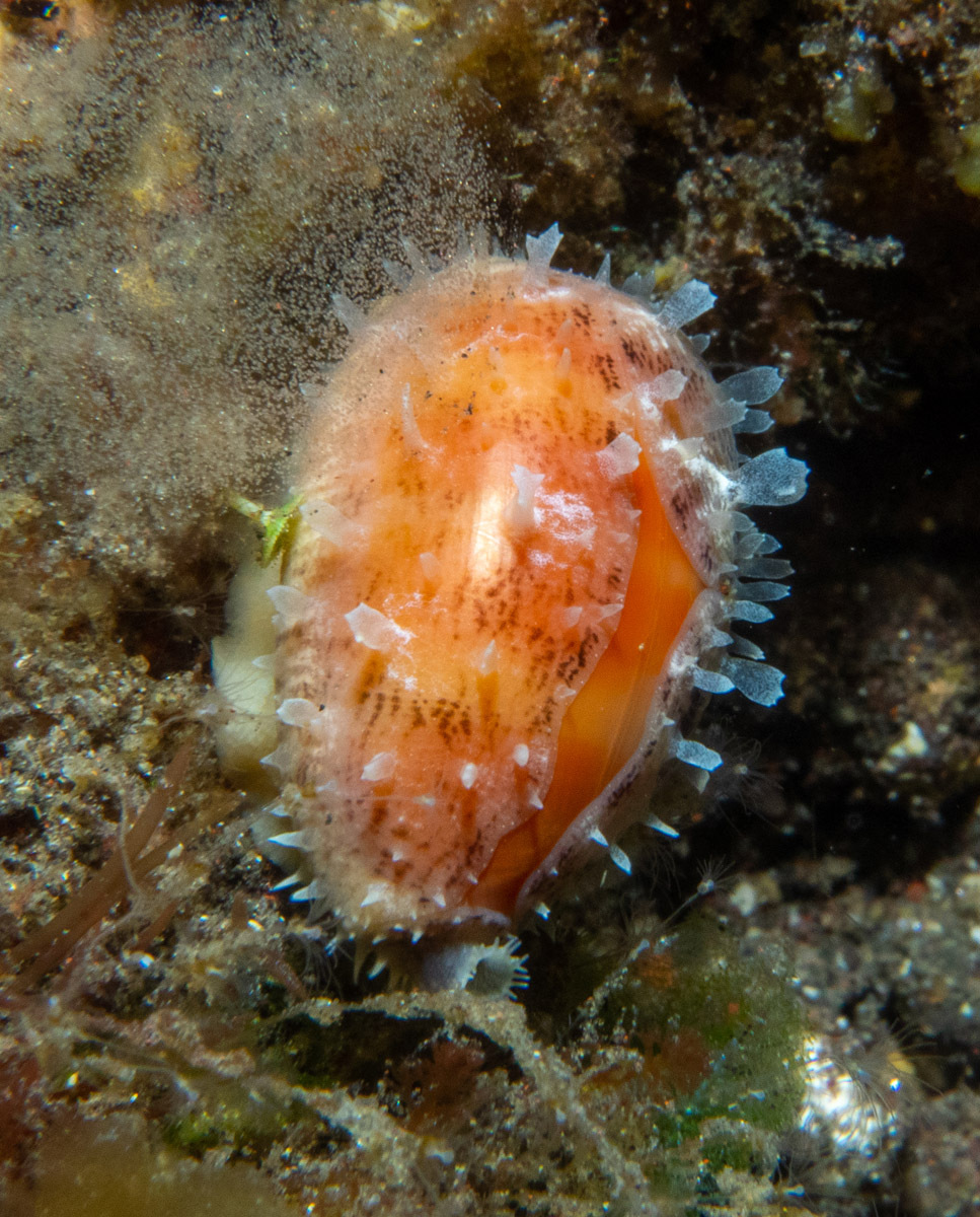 Lyncina carneola - Sidem, Kubu, Karangasem Regency, Bali, Indonesia