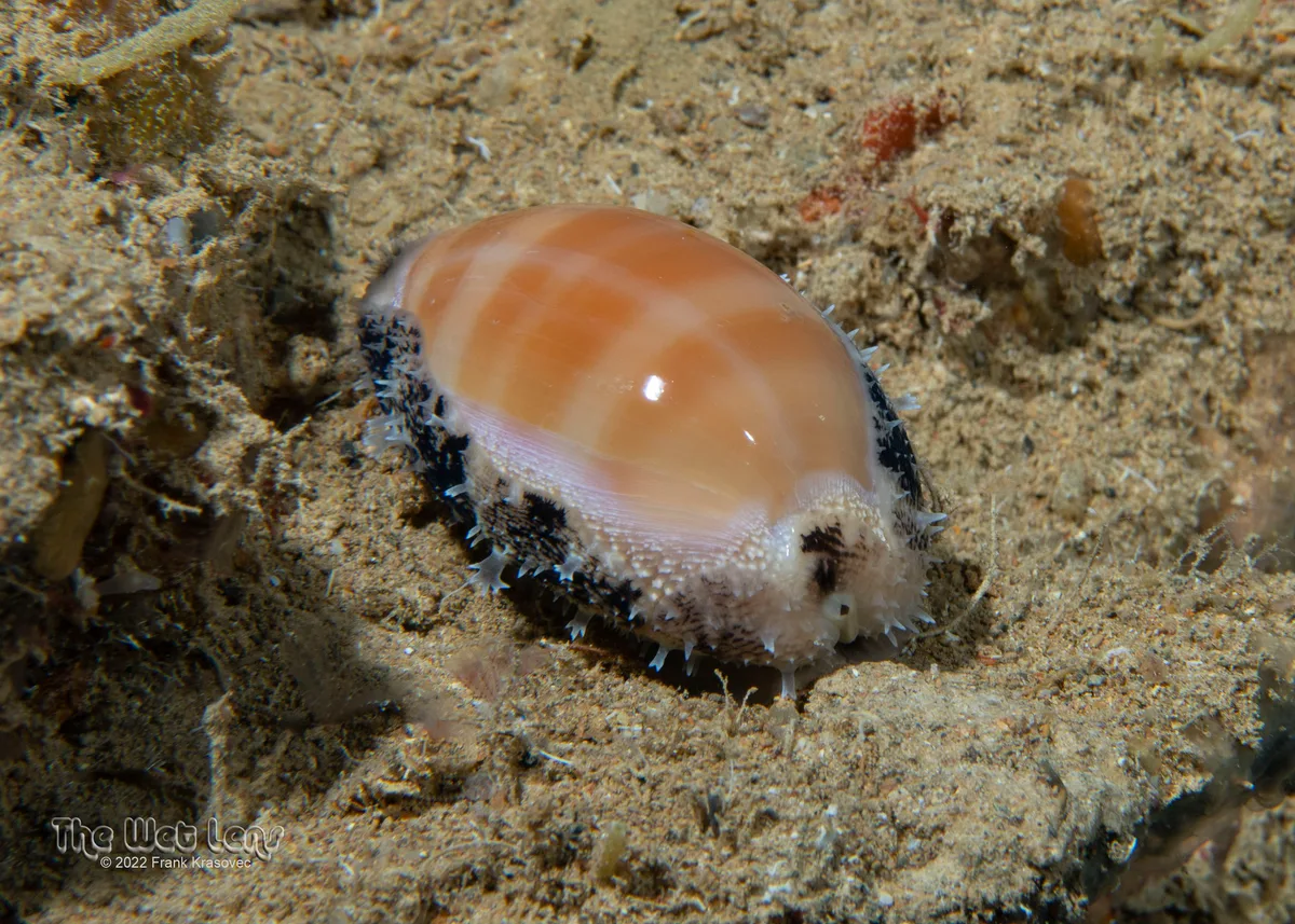 Lyncina carneola