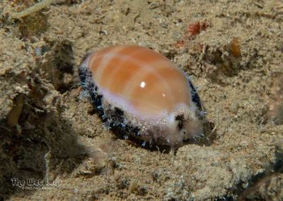 Lyncina carneola