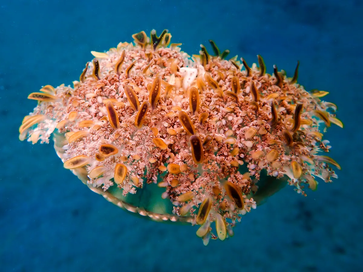 Cassiopea andromeda