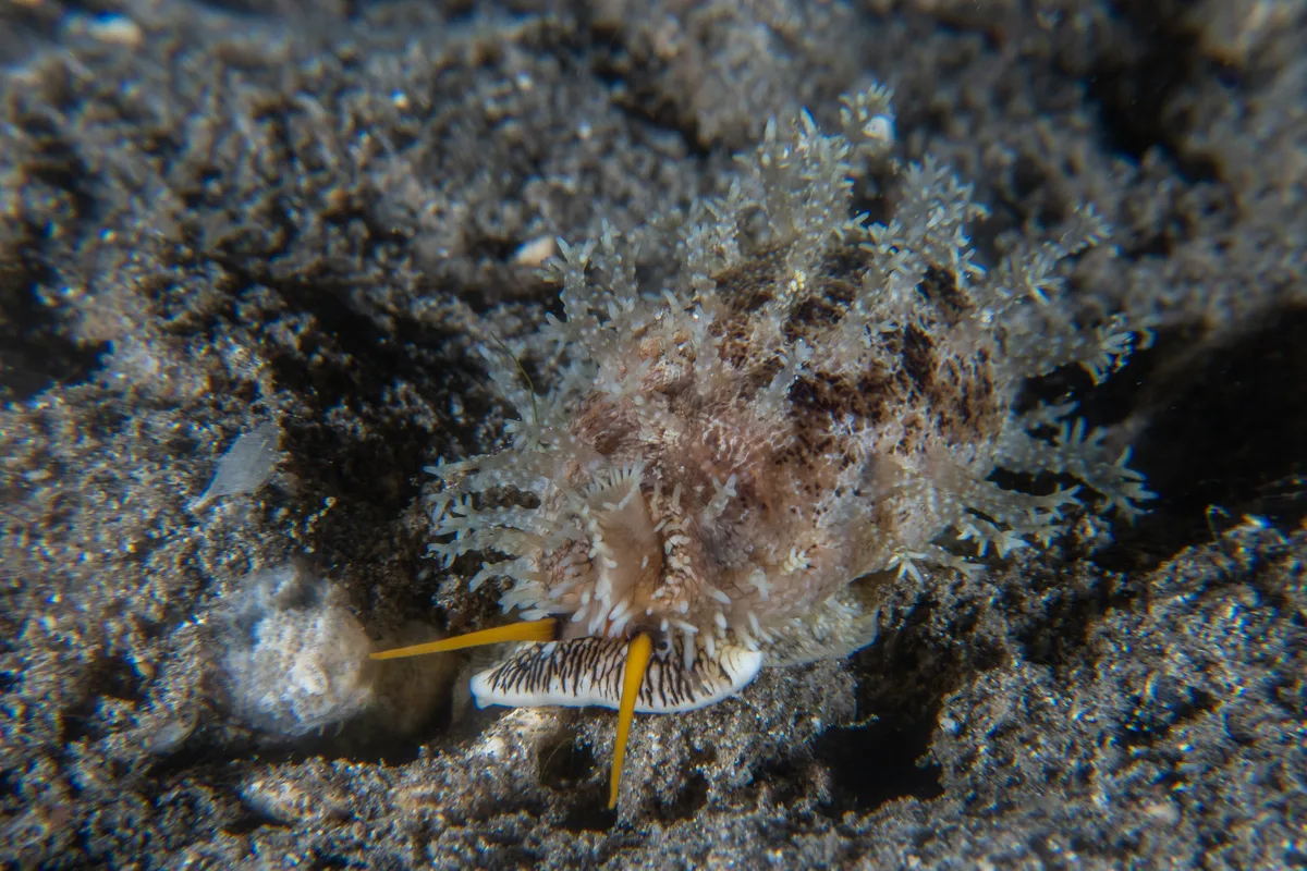 Thick Edged Cowry / Erronea caurica