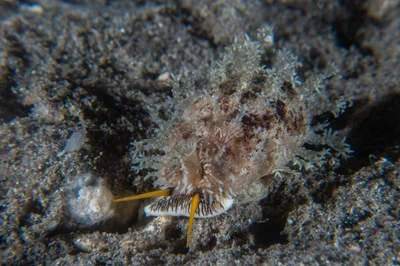 Thick Edged Cowry / Erronea caurica