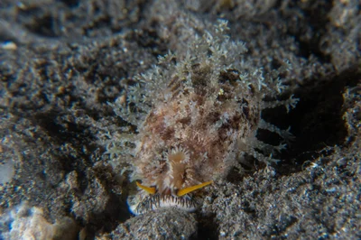 Thick Edged Cowry / Erronea caurica