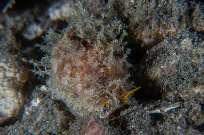 Thick Edged Cowry / Erronea caurica