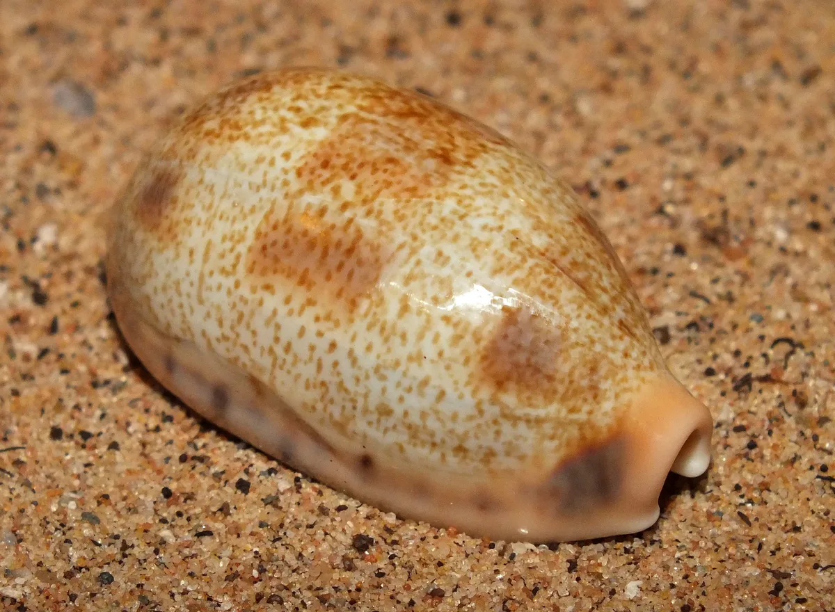 Lisping caurica cowrie (Erronea caurica blaesa)