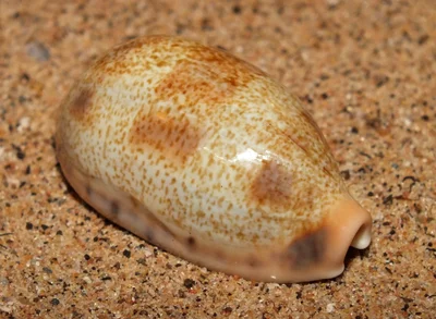 Lisping caurica cowrie (Erronea caurica blaesa)