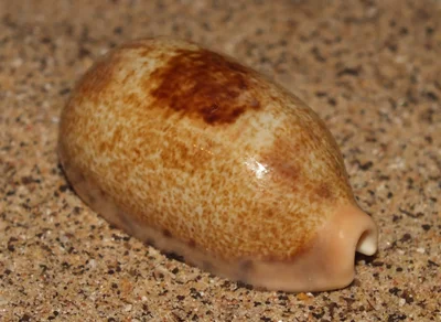 Thick edged cowrie (Erronea caurica)