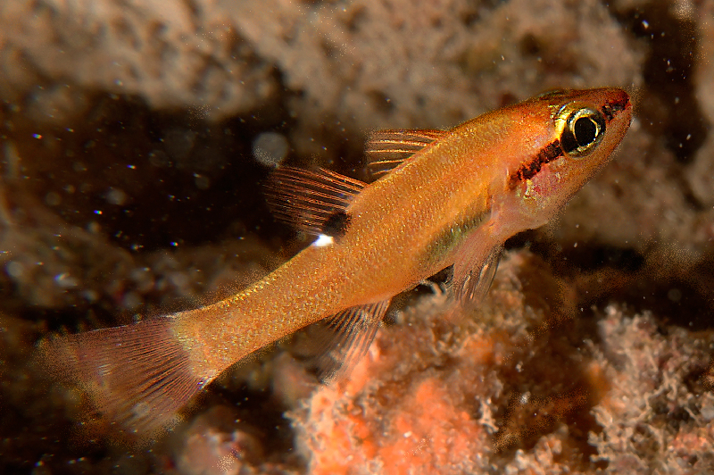 Cave Cardinalfish