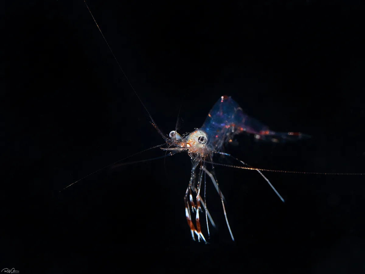 Cave Cleaner Shrimp