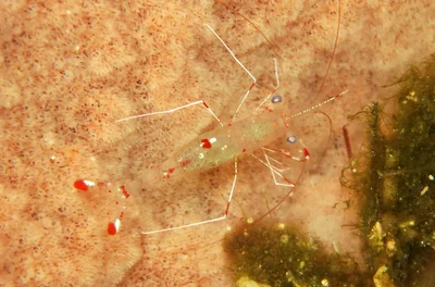 Urocaridella pulchella, Tauchen in Romlon, Philippinen