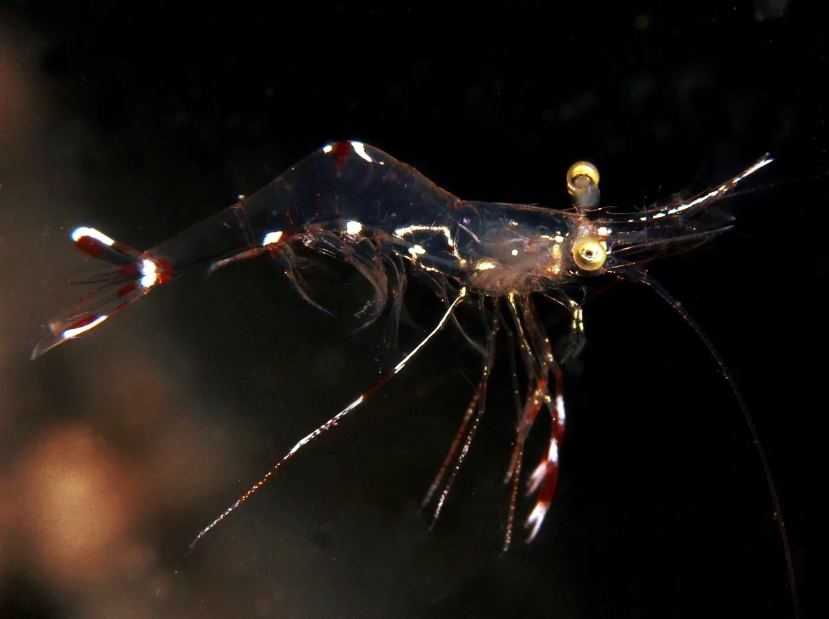 Urocaridella pulchella - Bitung, ID-SW, ID