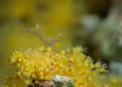 Urocaridella pulchella - אילת, ישראל
