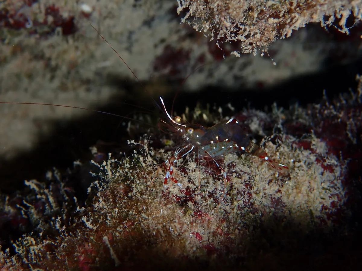 Urocaridella pulchella - Domuz Adasi, Dalaman, Muğla, TR