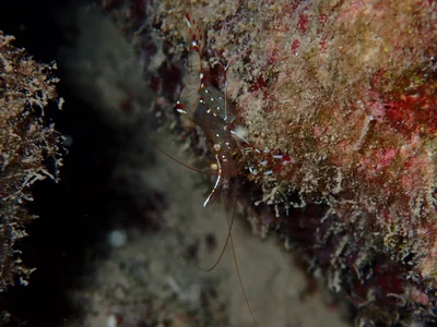 Urocaridella pulchella - Domuz Adasi, Dalaman, Muğla, TR