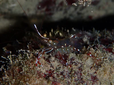 Urocaridella pulchella - Domuz Adasi, Dalaman, Muğla, TR