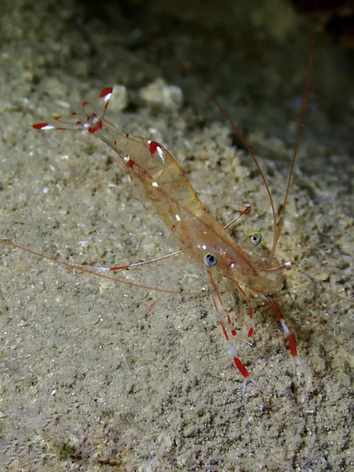 Urocaridella pulchella - Mediterranean Sea, GR