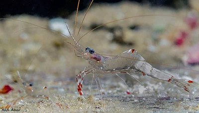 Urocaridella pulchella - אילת, ישראל
