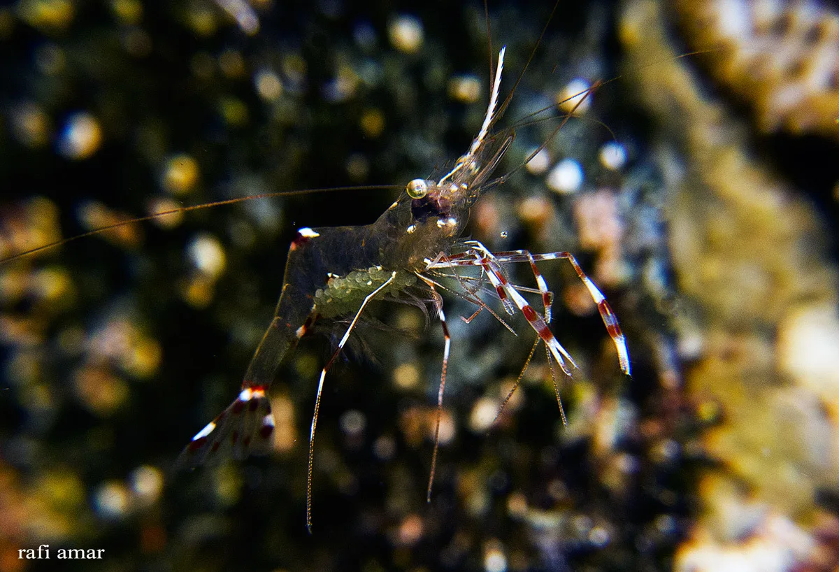 Urocaridella pulchella - אילת, ישראל