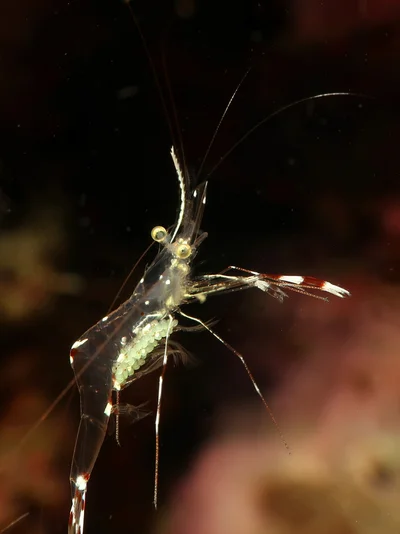 Urocaridella pulchella - Romblon, Provinz Romblon, Philippinen