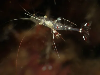 Urocaridella pulchella - Romblon, Provinz Romblon, Philippinen