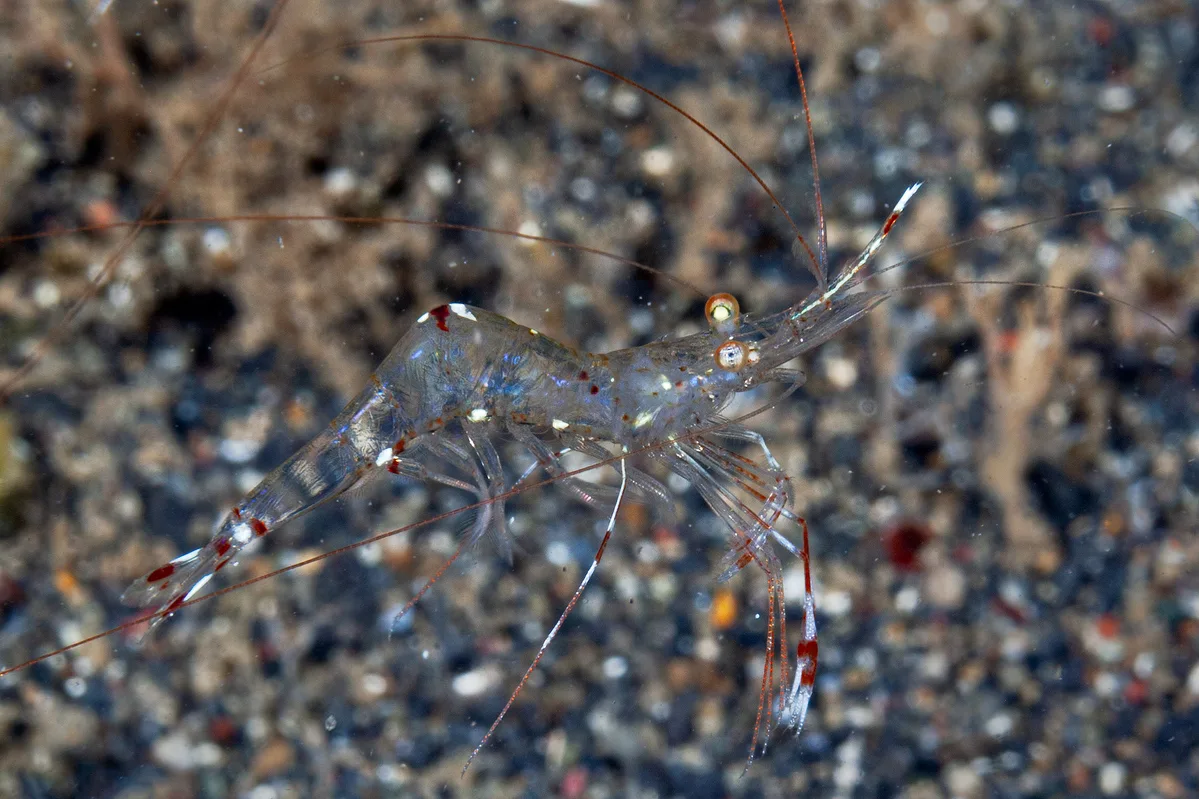 Urocaridella pulchella - Minahasa Utara, ID-SW, ID