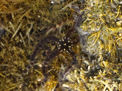 Centipede Brittle Star