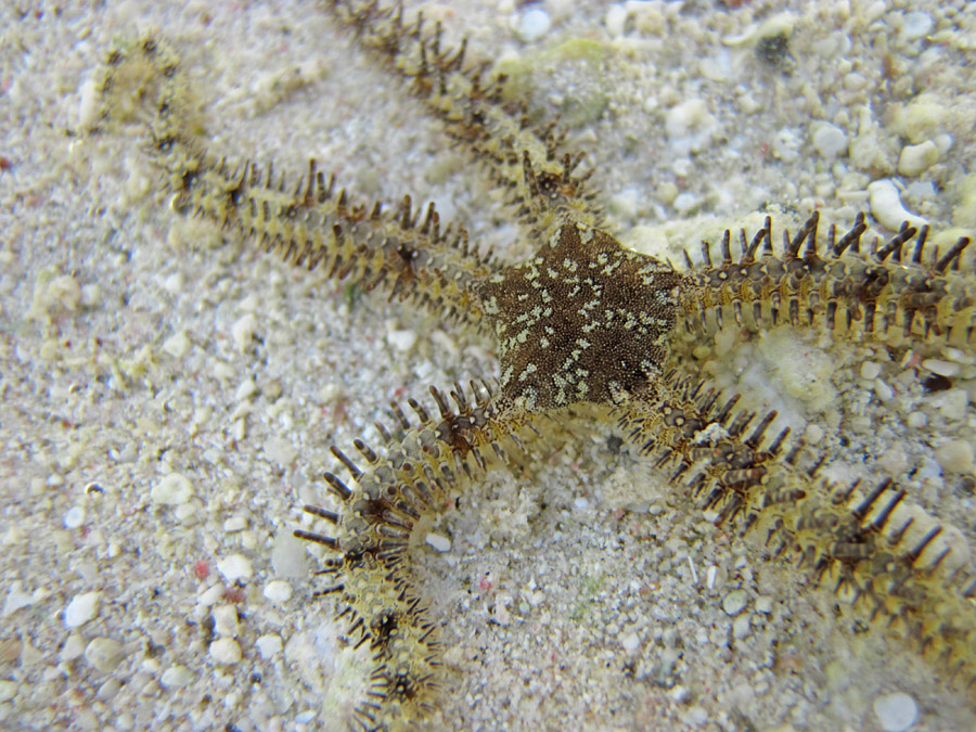 Centipede Brittle Star