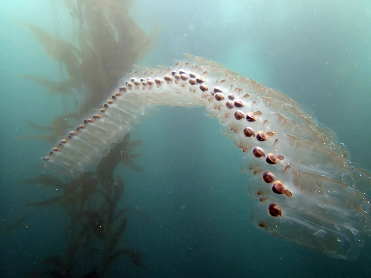 Pegea confoederata