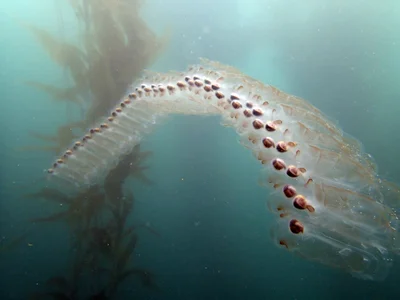 Pegea confoederata