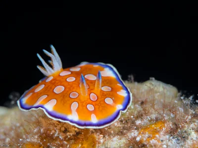 Goniobranchus charlottae