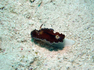 Red Sea Chromodoris
