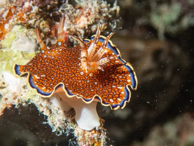 Goniobranchus charlottae - 6QWW+87C, مرسى شجرة, Marsa Alam, Red Sea Governorate 1926030, Egypt