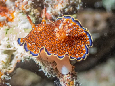 Goniobranchus charlottae - 6QWW+87C, مرسى شجرة, Marsa Alam, Red Sea Governorate 1926030, Egypt