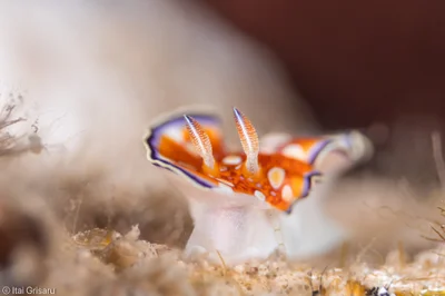 Goniobranchus charlottae - Red Sea, Southern District, IL