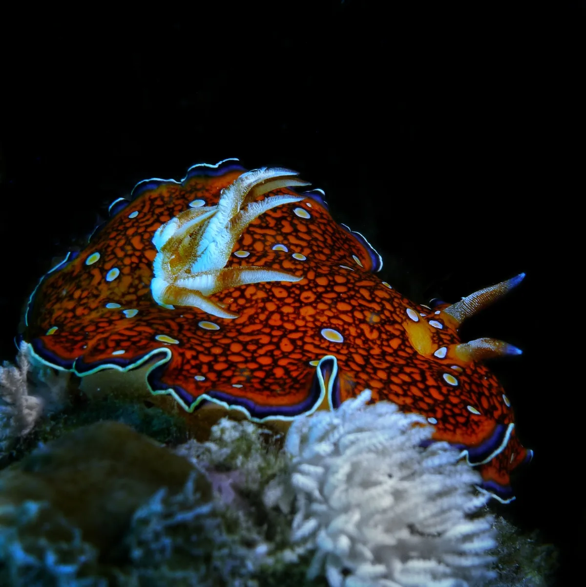 Goniobranchus charlottae - 3V9H+3H5, Marsa Alam, Red Sea Governorate 1925032, Egypt