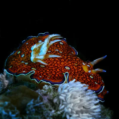 Goniobranchus charlottae - 3V9H+3H5, Marsa Alam, Red Sea Governorate 1925032, Egypt