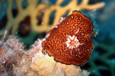 Goniobranchus charlottae - Marsa Alam, Red Sea Governorate, Egypt