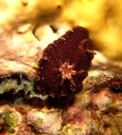 Goniobranchus charlottae - Marsa 'Alam, EG-BA, EG